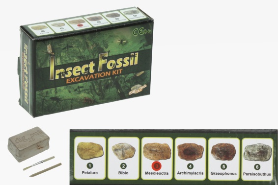 Excavation kit insect fossil 6 asst. (24)