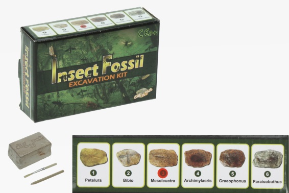 Ausgrabungsset Insektenfossil (24)