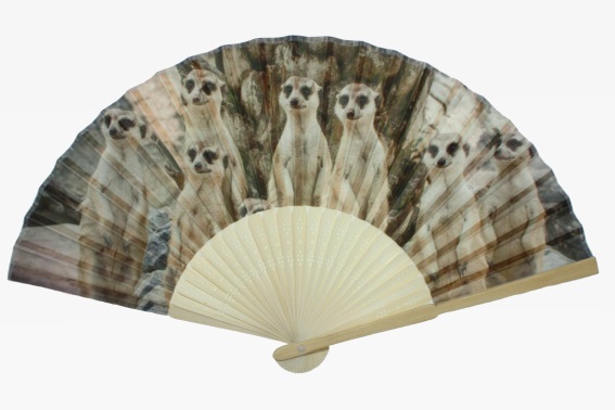 Fächer Erdmännchen (12)