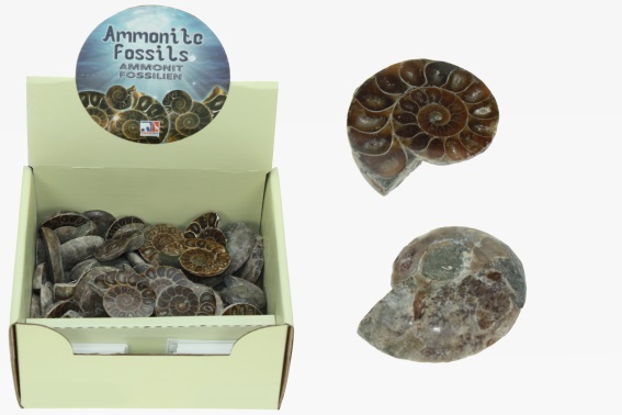 Ammonite fossil length 3 to 5 cm (50)