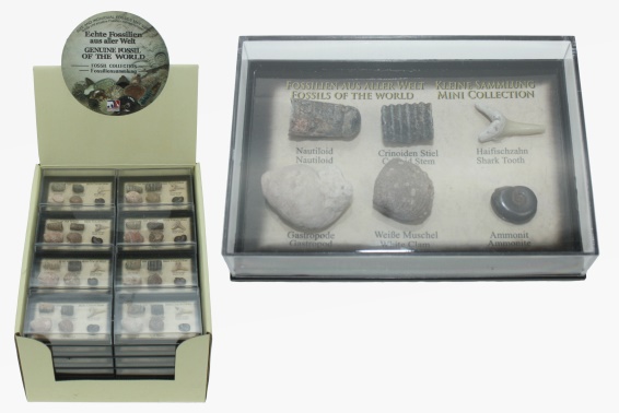 Mini Fossilien 6er Box sortiert (48)