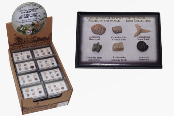Mini Fossilien 6er Box sortiert (48)