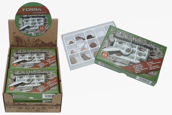 Fossil collection 15pcs box (6)