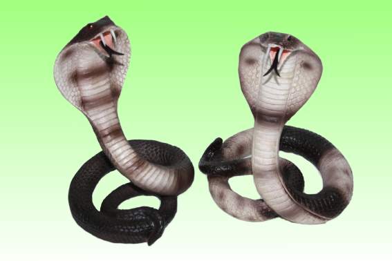 Poly Kobra 2fach Höhe 14,5 cm (1)