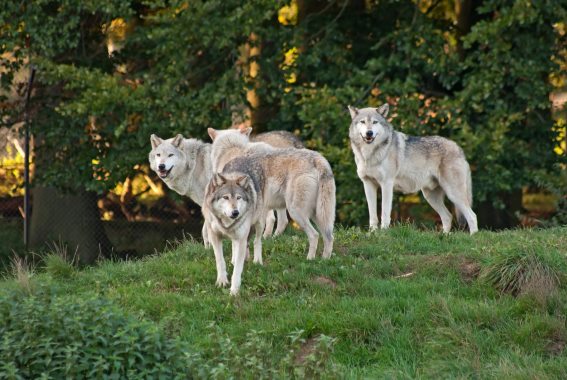 3D Postkarte Wolfsrudel (25)