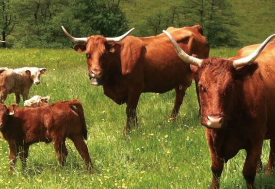 3D postcard Salers cows (25)
