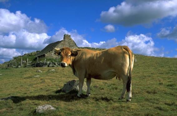 3D postcard Aubrac cow (25)