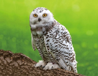 3D magnet snowy owl (25)