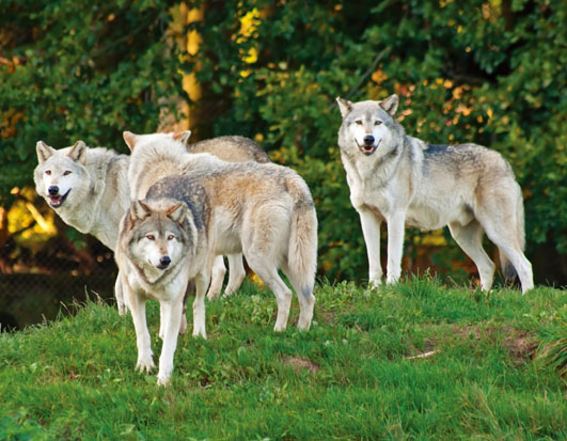 3D magnet wolf pack (25)