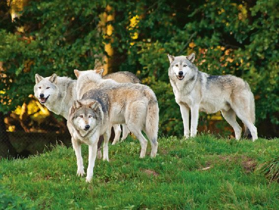 3D Platzmatte Wolfsrudel (10)