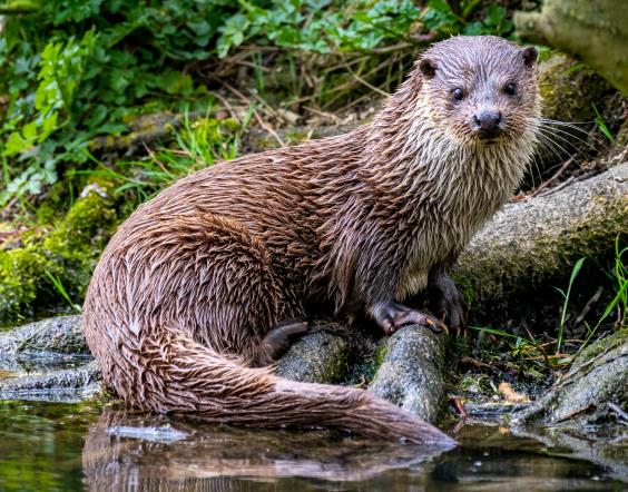 3D Magnet Otter (25)