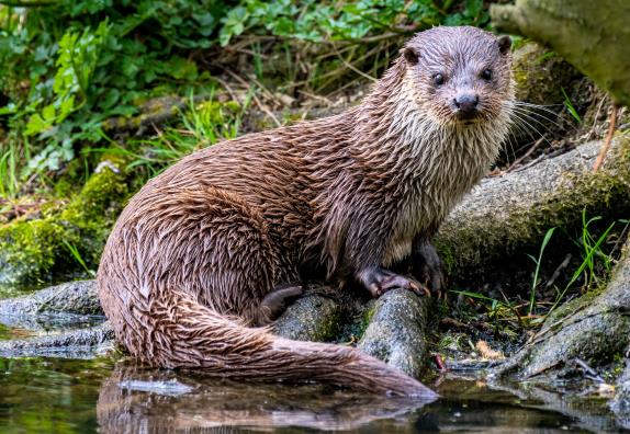 3D Postkarte Otter (25)