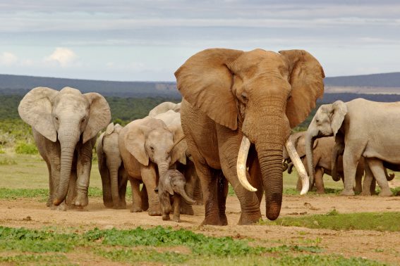 3D postcard elephant family (25)