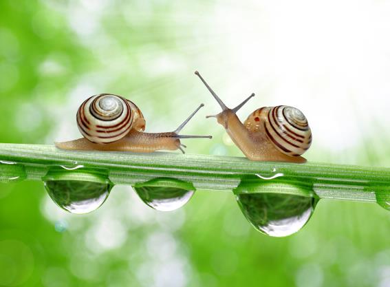 3D postcard snails (25)