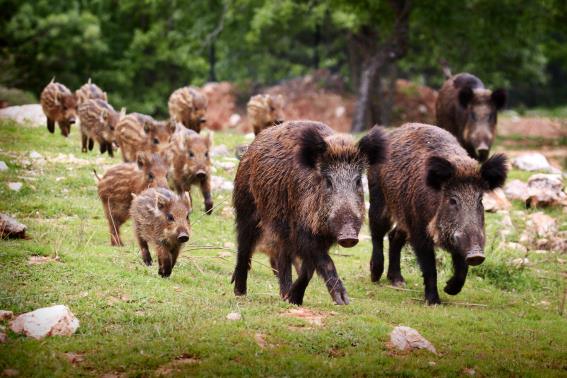 3D Postkarte Wildschwein Familie (25)