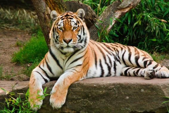 3D postcard tiger (25)