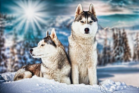 3D Postkarte Huskys (25)