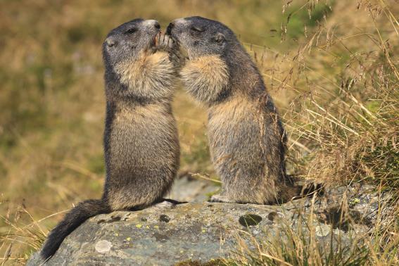 3D postcard marmots (25)