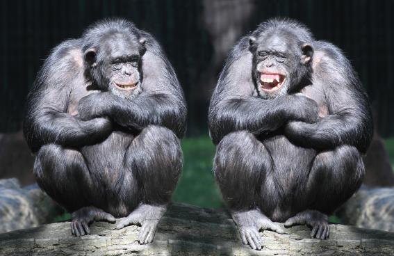 3D Postkarte Schimpansen (25)