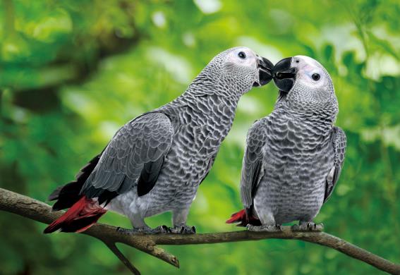 3D postcard grey parrots (25)