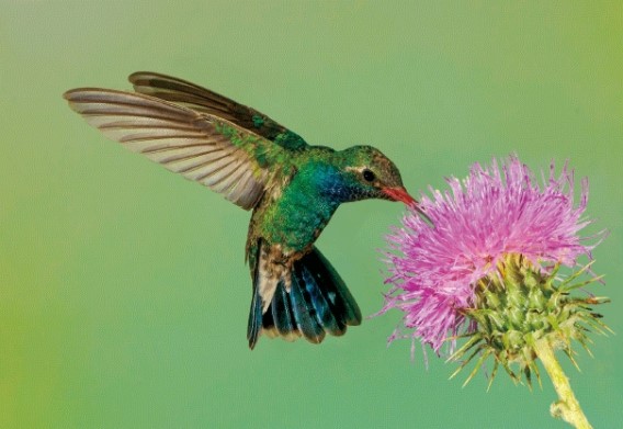 3D postcard hummingbird (25)