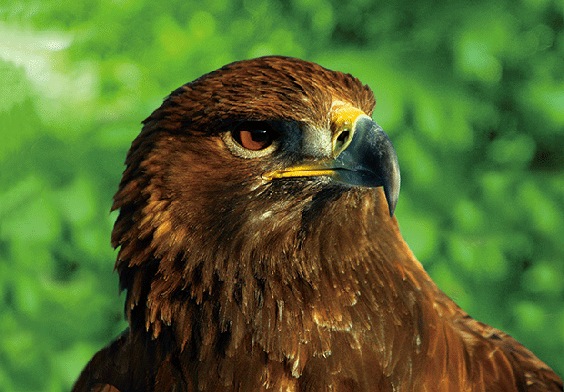 3D postcard golden eagle (25)