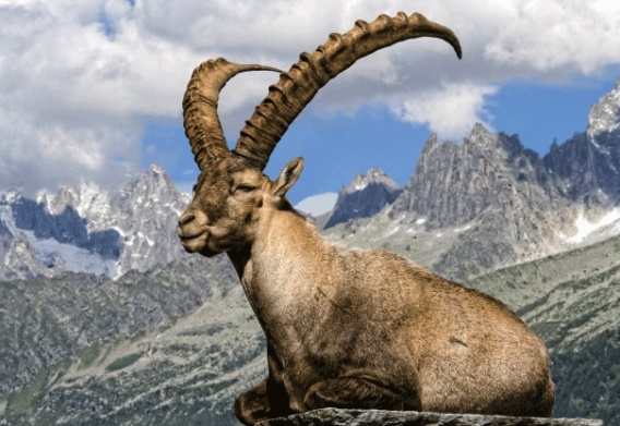 3D postcard ibex (25)