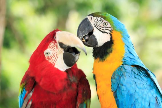 3D Postkarte Papageien (25)