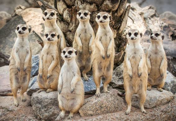 3D postcard meerkats (25)