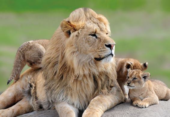 3D postcard lion family (25)
