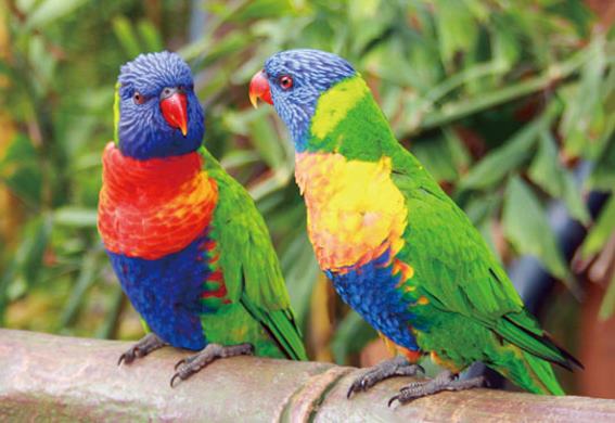 3D postcard lory parrots (25)