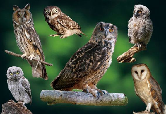 3D postcard owls (25)