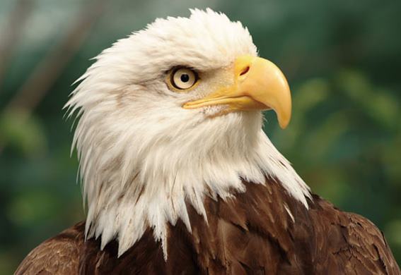 3D postcard bald eagle (25)