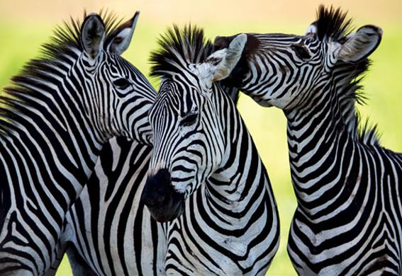3D Postkarte Zebras (25)