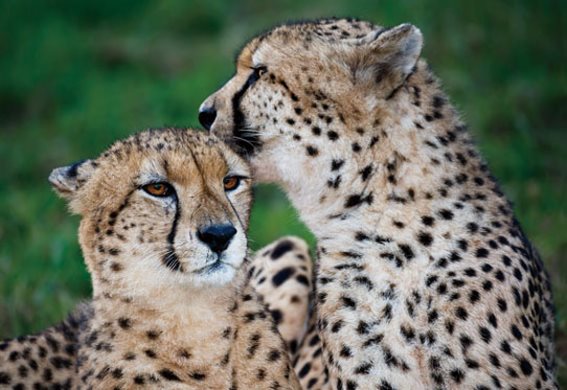 3D postcard cheetah (25)