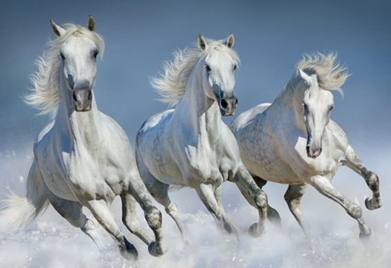 3D postcard white horses (25)