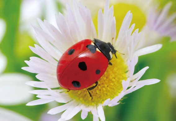 3D postcard ladybug (25)