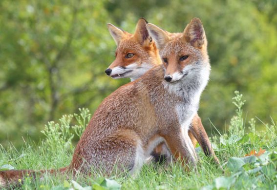 3D postcard red foxes (25)