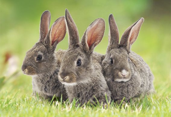3D postcard bunnies (25)