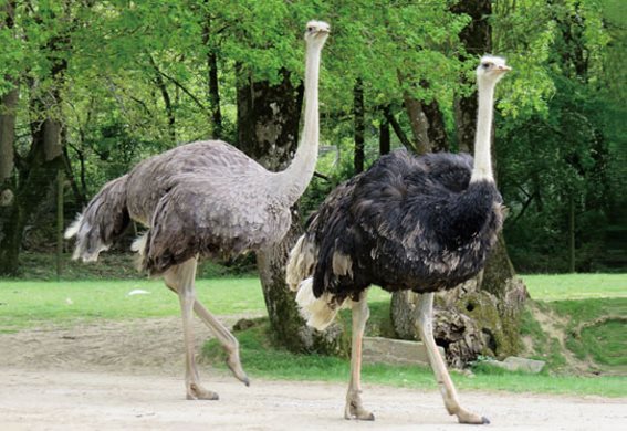 3D postcard ostriches (25)