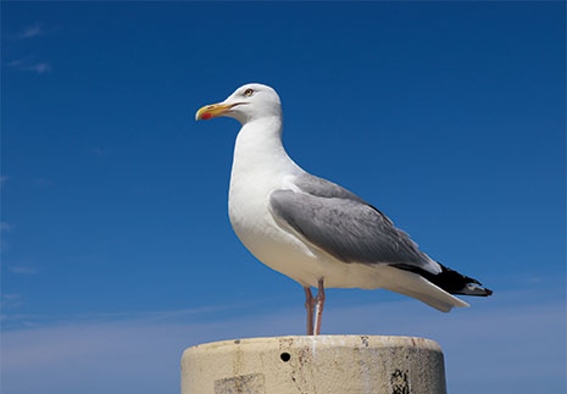 3D postcard herring gull (25)