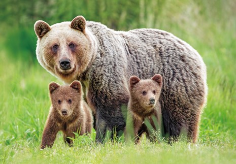 3D postcard brown bear family (25)