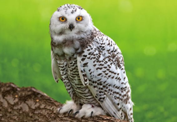 3D postcard snowy owl (25)