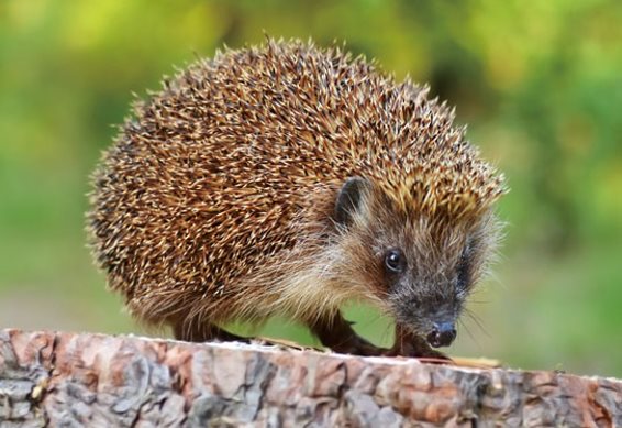 3D Postkarte Igel (25)