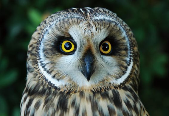 3D postcard short-eared owl (25)