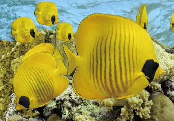 3D postcard butterflyfishes (25)