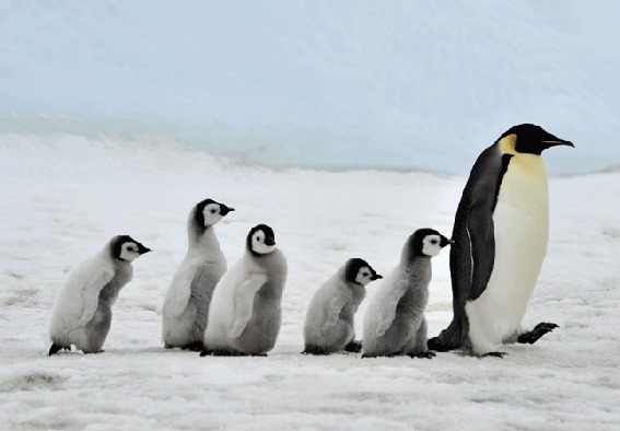 3D postcard king penguin family (25)