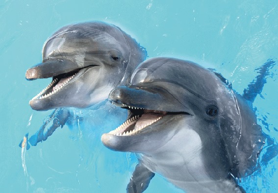 3D postcard dolphins (25)