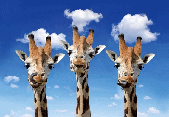 3D Postkarte Giraffen (25)