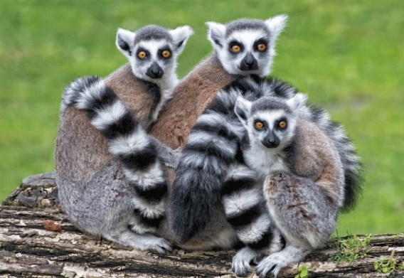 3D postcard lemurs (25)